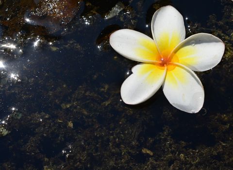 white Plumeria on water