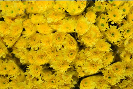 Beautiful yellow chrysanthemums flowers arrange for sell