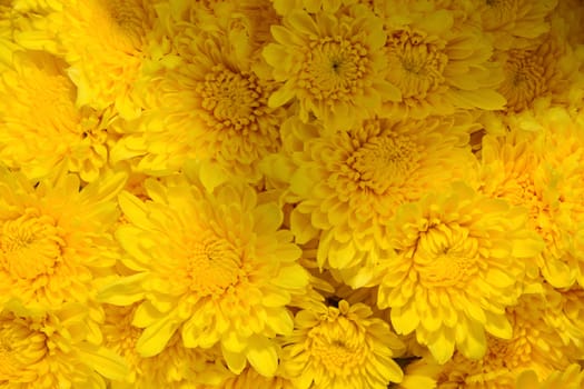 Beautiful yellow chrysanthemums flowers, close up shot