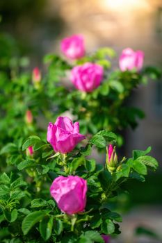 Blooming pink wild rose spring day close-up on a blurred background.