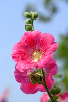 Pink Hollyhock Flowers