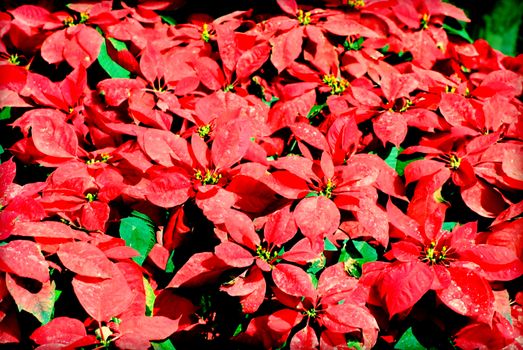 Christmas Flowers, Poinsettias with green and red leaves.