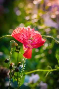 Red poppy flower against the rays of the setting sun on a summer day.