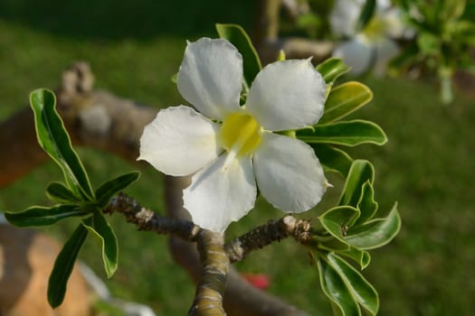 White Desert Flower, adenium obesum