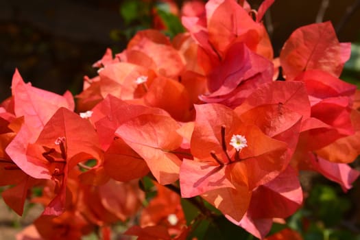 Red Bougaville flowers