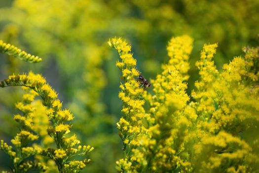 Flowering goldenrod - a medicinal, ornamental and honey plant.