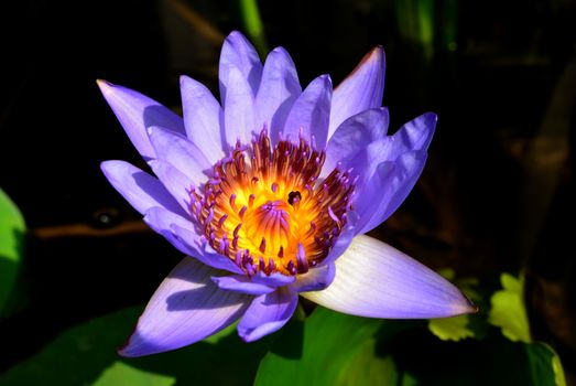 Lotus rare flower. Symbol of purity.