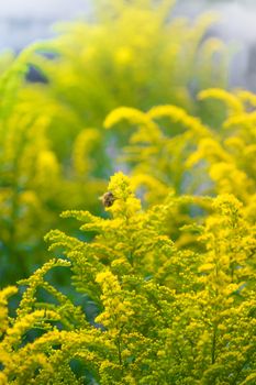 Flowering goldenrod and bee - a medicinal, ornamental and honey plant.