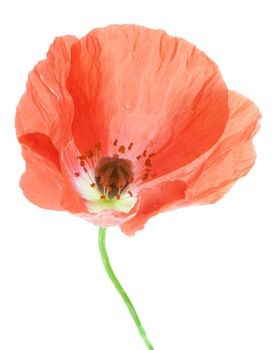 Red poppy flower head isolated on white background.