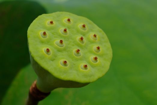 Sacred lotus -NELUMBO NUCIFERA seedpod