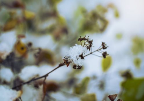 Dry plant covered with snow on a frosty winter day in the outdoor.