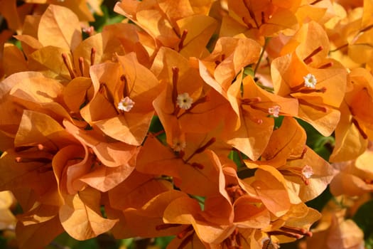 Yellow Bougaville flowers