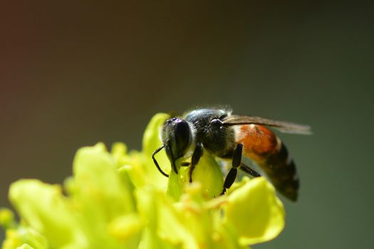 Close-up Photo Of A Western HoneyBee Gathering Nectar And Spreading Pollen ** Note:  depth of field 