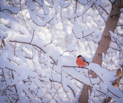 reddish chest bullfinch on a snow winter day sitting on a tree branch.