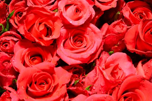 Plenty red natural roses seamless background