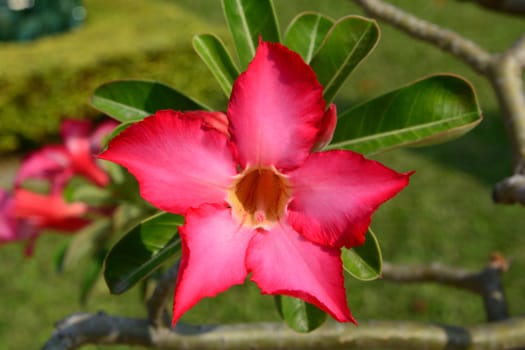 Red Desert Flower, adenium obesum