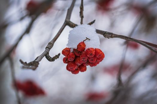 Snow-covered branches of red mountain ash on a cold winter day.