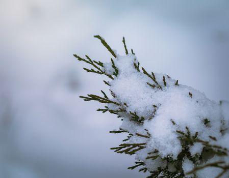 Dry plant covered with snow on a frosty winter day in the outdoor.