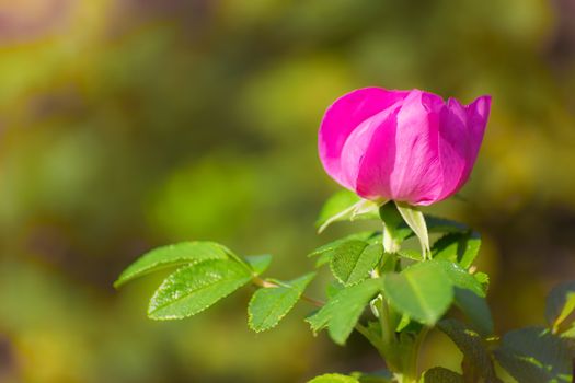 Blooming pink wild rose spring day close-up on a blurred background.