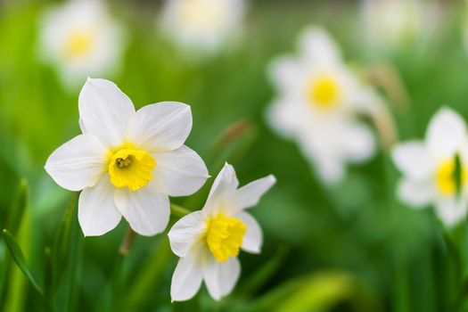 Spring flower narcissus close-up in the garden