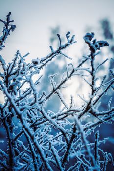 Dry plant covered with snow on a frosty winter day in the outdoor.
