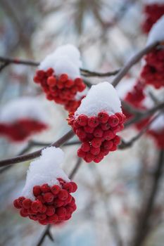 Snow-covered branches of red mountain ash on a cold winter day.