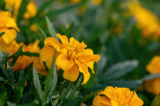 Close-up flowers of a marigold on blurred background.
