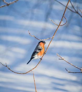 reddish chest bullfinch on a snow winter day sitting on a tree branch.