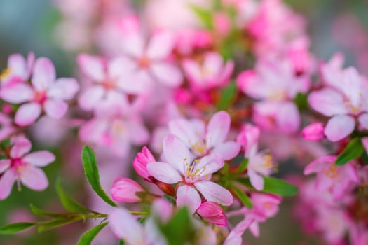 Spring flowering pink almond closeup on a sunny day.