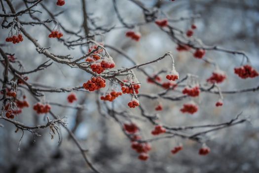 Snow-covered branches of red mountain ash on a cold winter day.