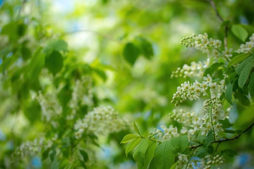 Branch of flowering bird cherry in white flowers on a spring sunny day.