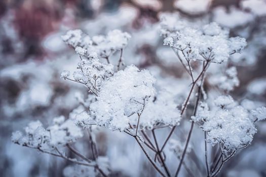 Dry plant covered with snow on a frosty winter day in the outdoor.