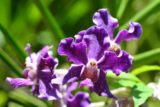 Vanda orchid flower