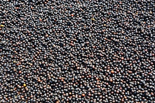 Black peppercorn background * * note deep of field 