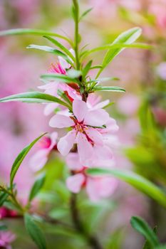 Flowering pink almond close up