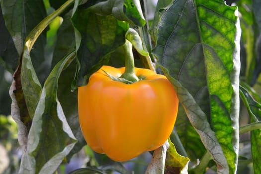  "sweet peppers". Peppers are native to Mexico