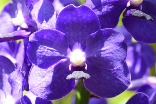 Bouquet of purple orchids.(Vanda)