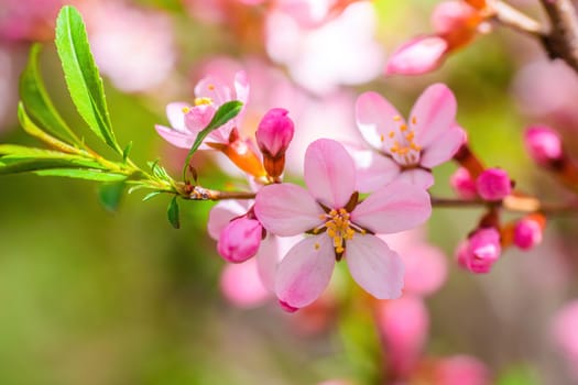 Spring flowering pink almond closeup on a sunny day.