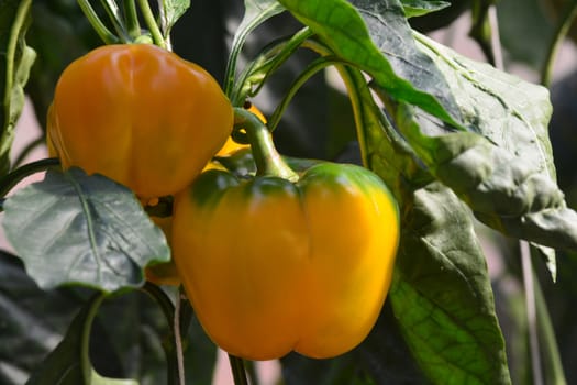 "sweet peppers". Peppers are native to Mexico