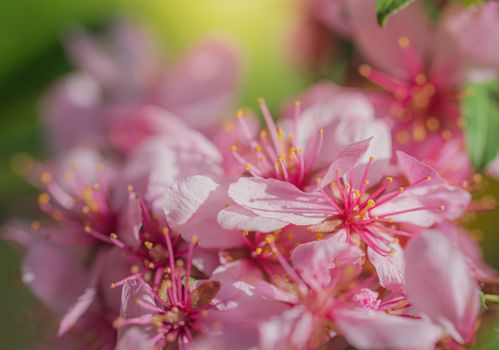 Spring flower pink almond closeup in the garden.