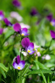 Bright flowers of violets in the garden against the backdrop of greenery. 