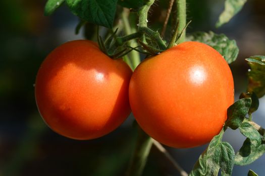 close up of fresh tomatoes on tree plant