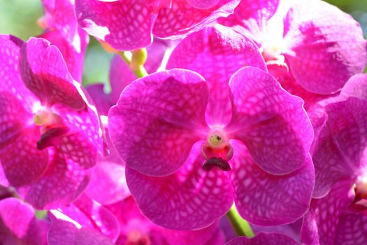 Pink Vanda orchid flower