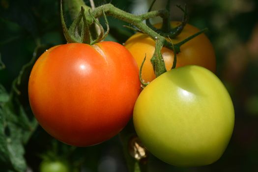 close up of fresh tomatoes on tree plant