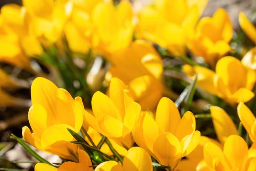 Fresh flowers of yellow crocus in spring in the garden.