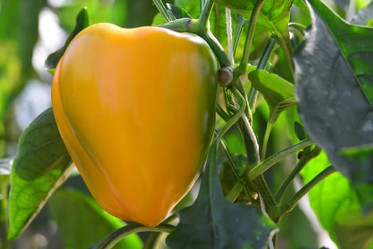  "sweet peppers". Peppers are native to Mexico