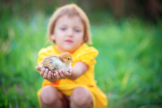 Little girl in a yellow dress sits in the grass and holds a little chicken in her arms