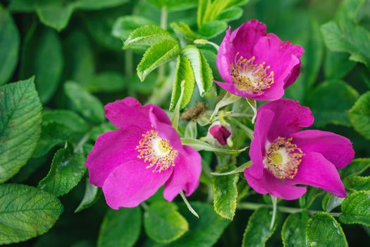 Blooming pink wild rose spring day close-up on a blurred background.