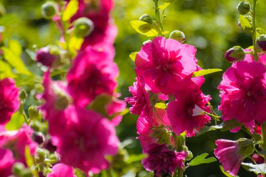 Bright crimson malva flowers with green leaves close up on a blur background.