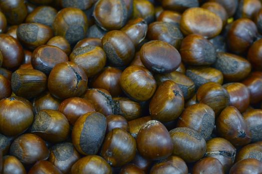 Group of edible chestnuts